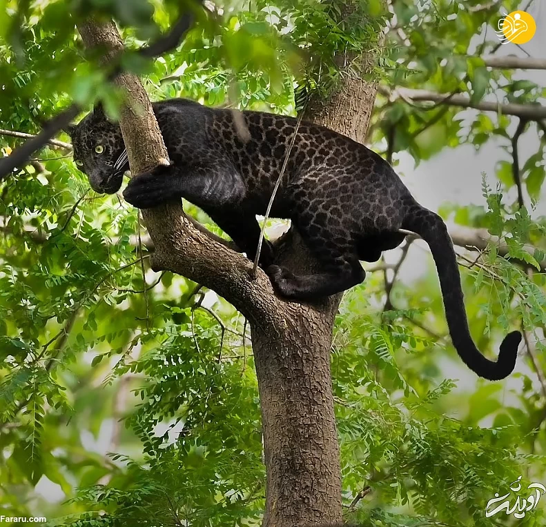 (تصاویر) (تصاویر)